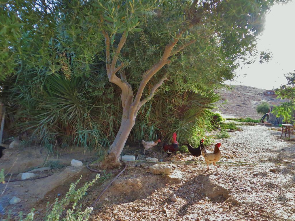 Succah In The Desert Mitzpe Ramon Εξωτερικό φωτογραφία