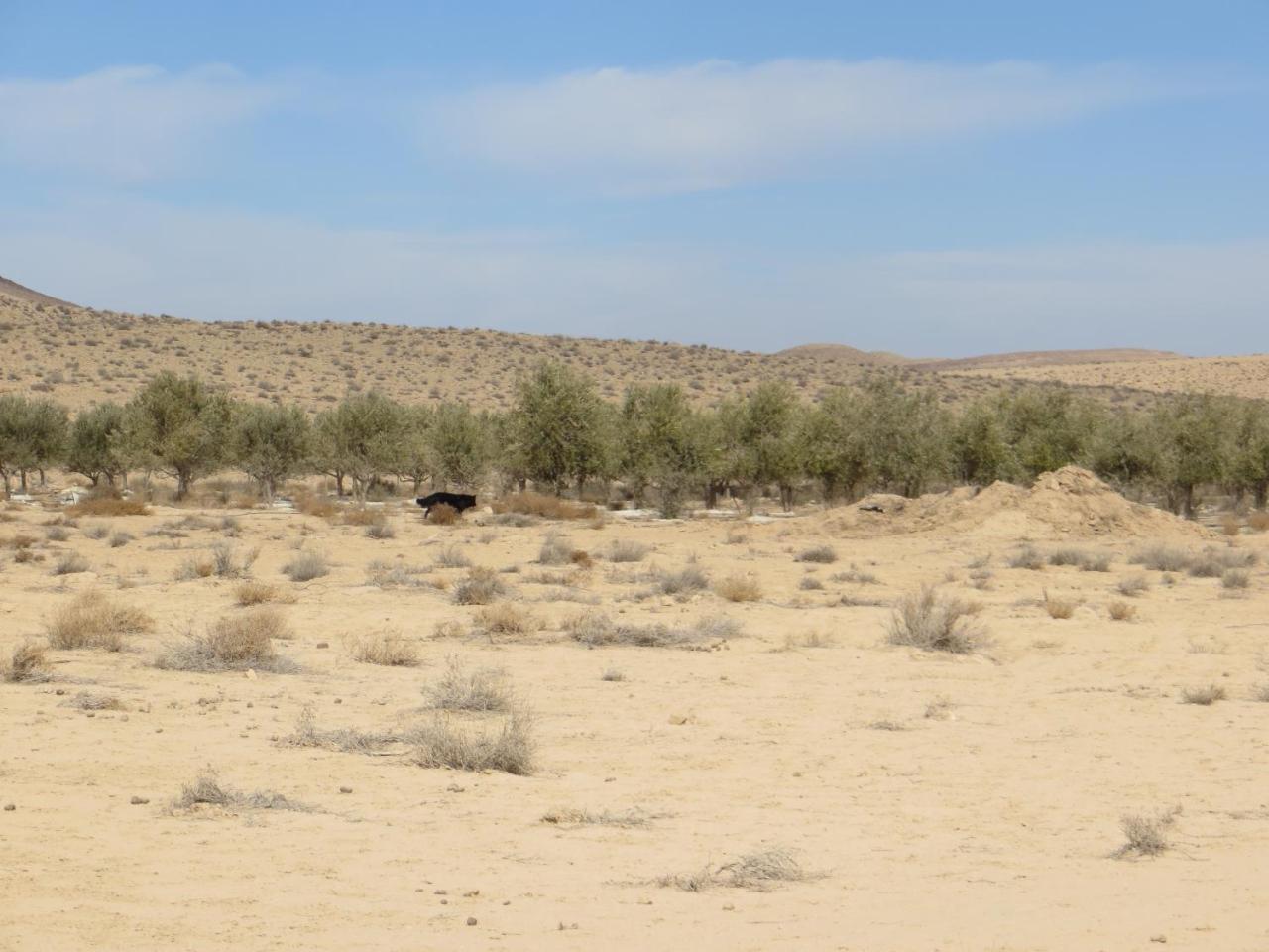 Succah In The Desert Mitzpe Ramon Εξωτερικό φωτογραφία